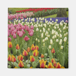 Tulip and hyacinth garden, Keukenhof Gardens, Magnet