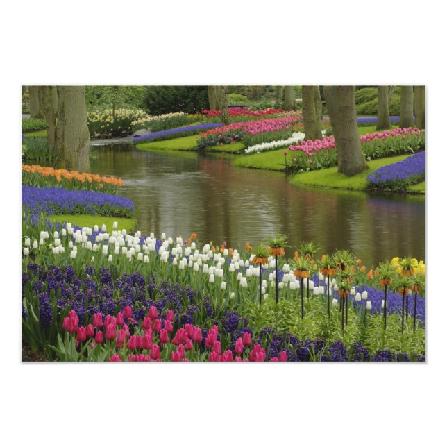 Tulip and hyacinth garden, Keukenhof Gardens, Photo Print (Front)