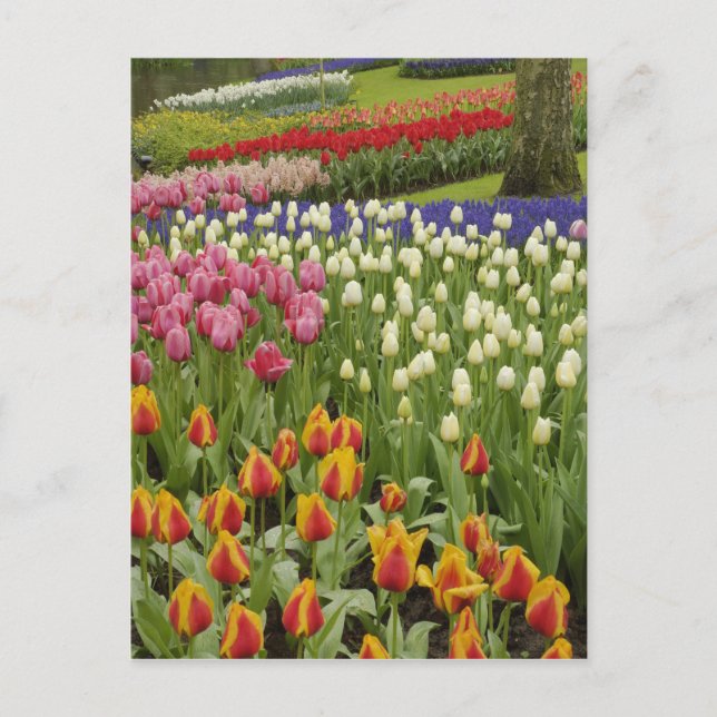 Tulip and hyacinth garden, Keukenhof Gardens, Postcard (Front)