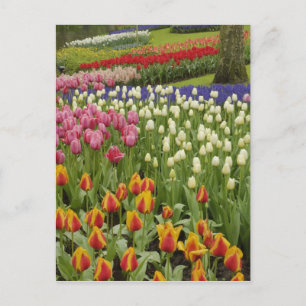 Tulip and hyacinth garden, Keukenhof Gardens, Postcard