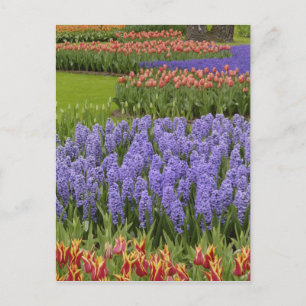 Tulip and Hyacinth garden, Keukenhof Gardens, Postcard