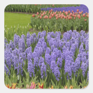 Tulip and Hyacinth garden, Keukenhof Gardens, Square Sticker