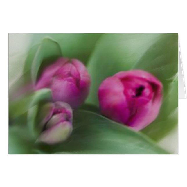 Tulip Bouquet (Front Horizontal)