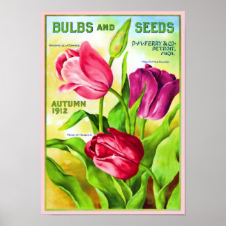 Tulip Bulbs Catalogue Illustration Poster