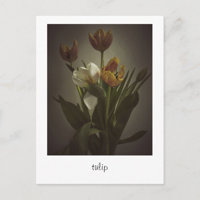 "tulip" by Heidi Rondak Photography Postcard (Front)