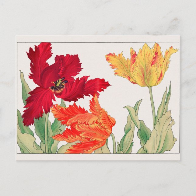 Tulip by Tanigami Konan Postcard (Front)