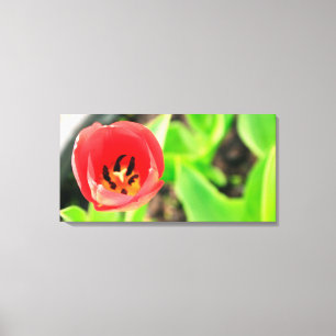 Tulip Canvas Print