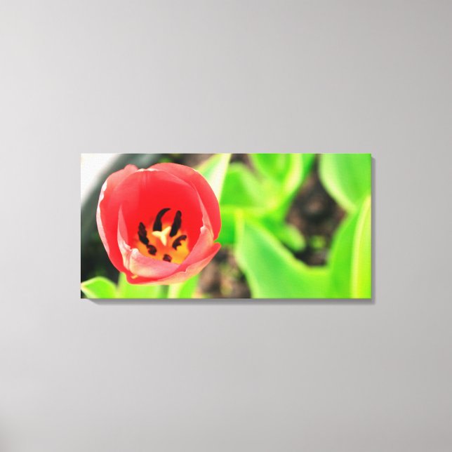 Tulip Canvas Print (Front)