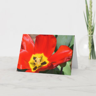 Tulip, card
