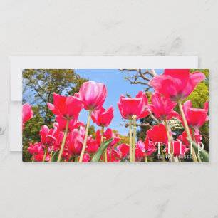 Tulip Card