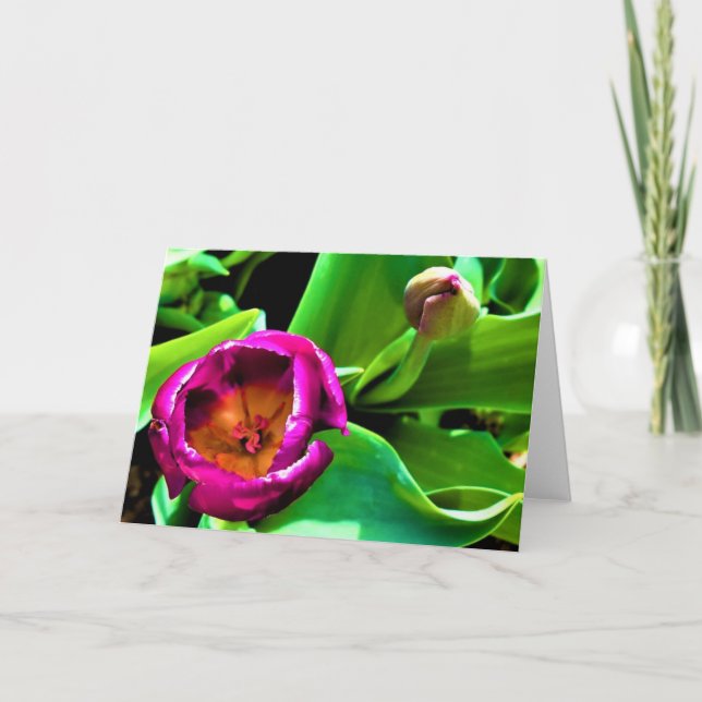 Tulip, card (Front)