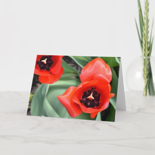 Tulip, card (Front)
