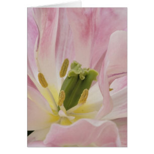 Tulip close-up, Keukenhof Gardens, Lisse,