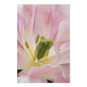 Tulip close-up, Keukenhof Gardens, Lisse, Photo Print