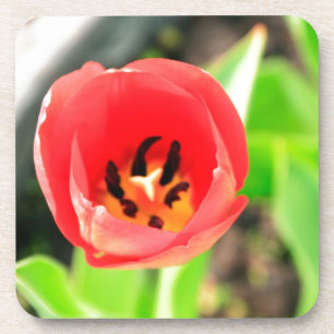 Tulip Coaster