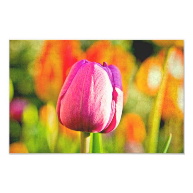 Tulip Collage Photo Print (Front)