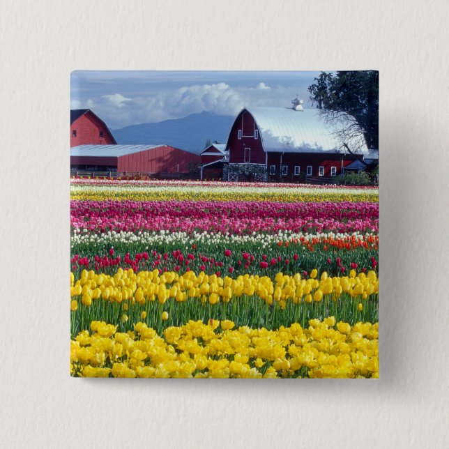 Tulip display field 15 cm square badge (Front)