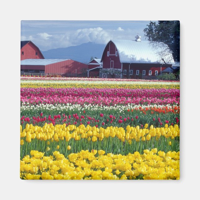 Tulip display field magnet (Front)