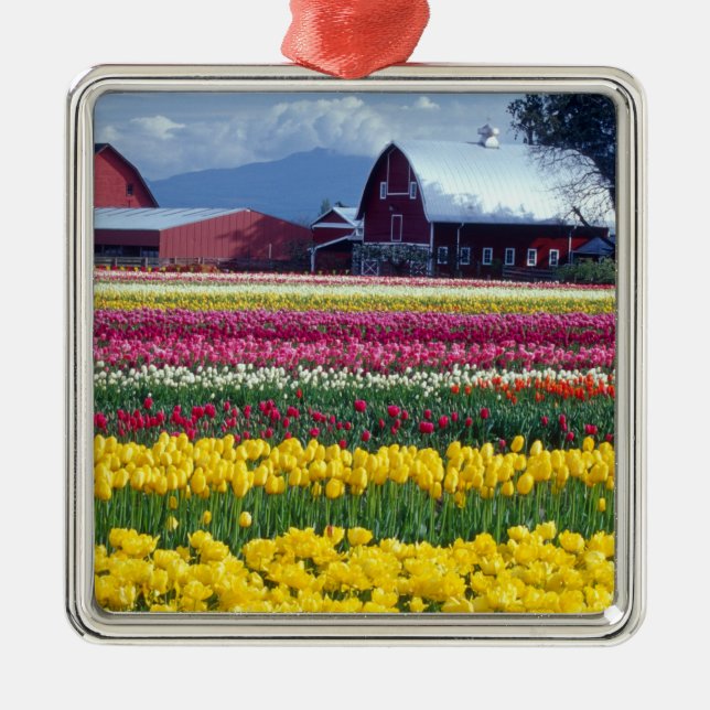 Tulip display field metal tree decoration (Front)