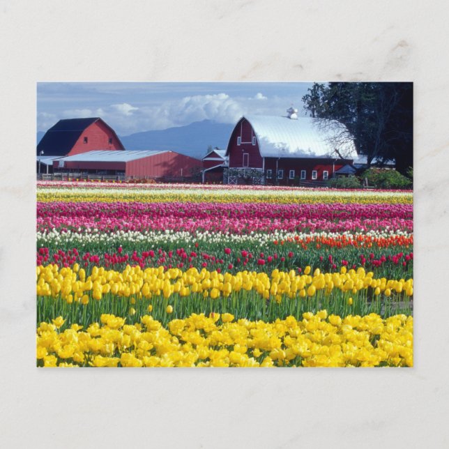 Tulip display field postcard (Front)