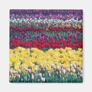Tulip display garden in Skagit county, Magnet