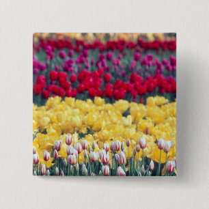 Tulip display garden in the Skagit valley, 15 Cm Square Badge