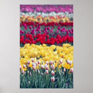 Tulip display garden in the Skagit valley, Poster