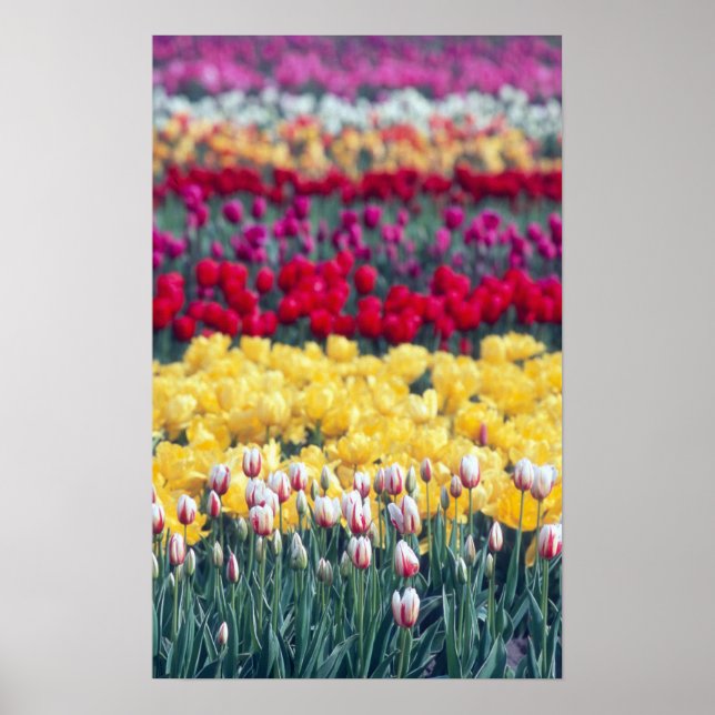 Tulip display garden in the Skagit valley, Poster (Front)