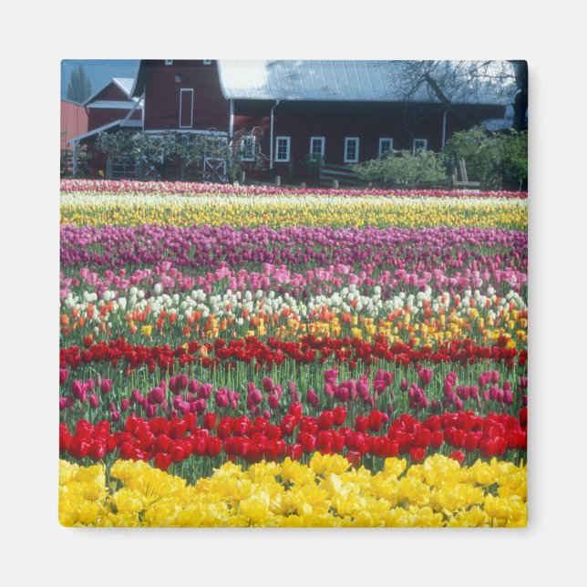 Tulip display garden, Skagit county, Magnet (Front)