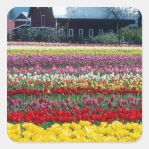 Tulip display garden, Skagit county, Square Sticker