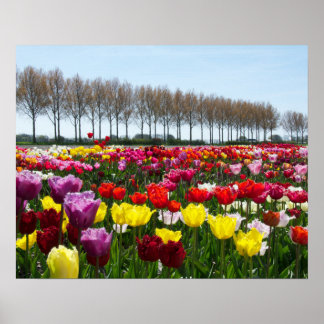 Tulip dreams poster