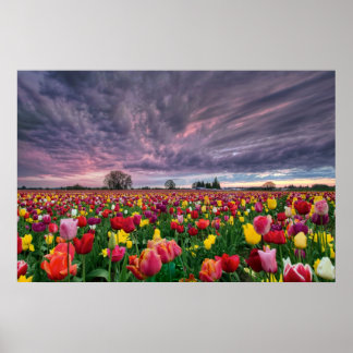 Tulip Farm in Woodburn Oregon Spring Season Poster
