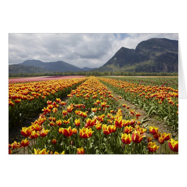 Tulip Farm near Agassiz, British Columbia, (Front Horizontal)