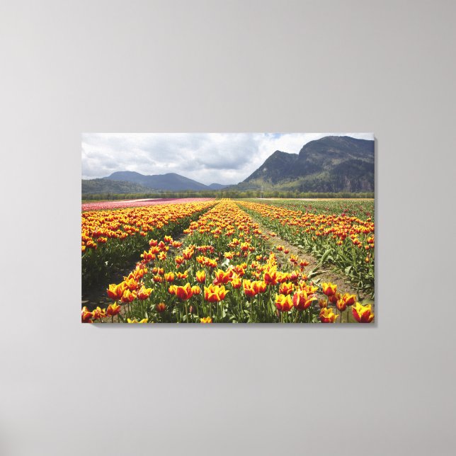 Tulip Farm near Agassiz, British Columbia, Canvas Print (Front)