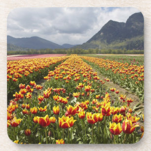 Tulip Farm near Agassiz, British Columbia, Coaster