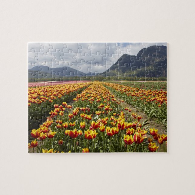 Tulip Farm near Agassiz, British Columbia, Jigsaw Puzzle (Horizontal)