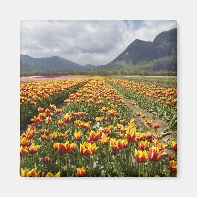 Tulip Farm near Agassiz, British Columbia, Magnet (Front)