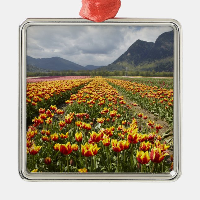 Tulip Farm near Agassiz, British Columbia, Metal Tree Decoration (Front)