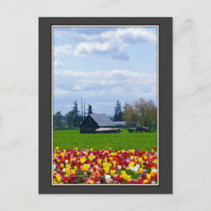 Tulip Farm - Postcard