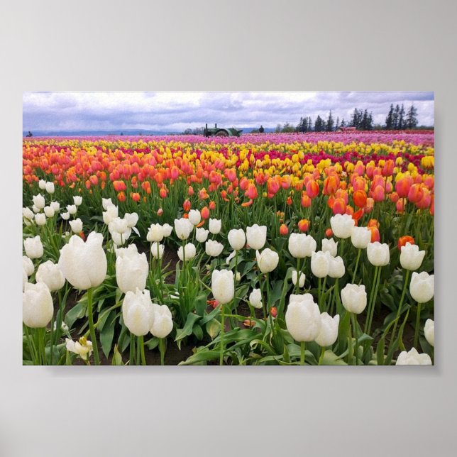 Tulip Farm Poster (Front)