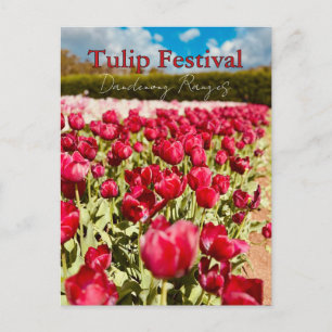 Tulip Festival, Dandenong Ranges, Victoria Postcard