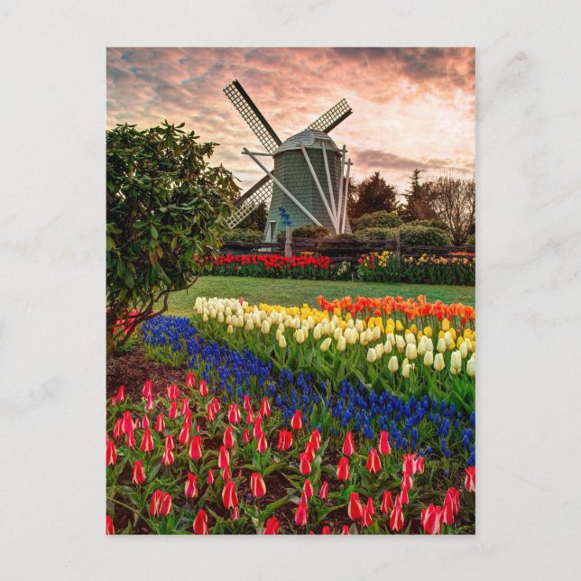 Tulip Festival Postcard (Front)