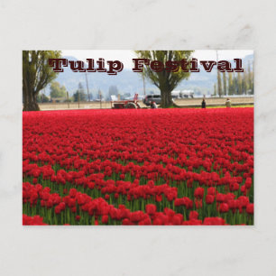 Tulip Festival Postcard