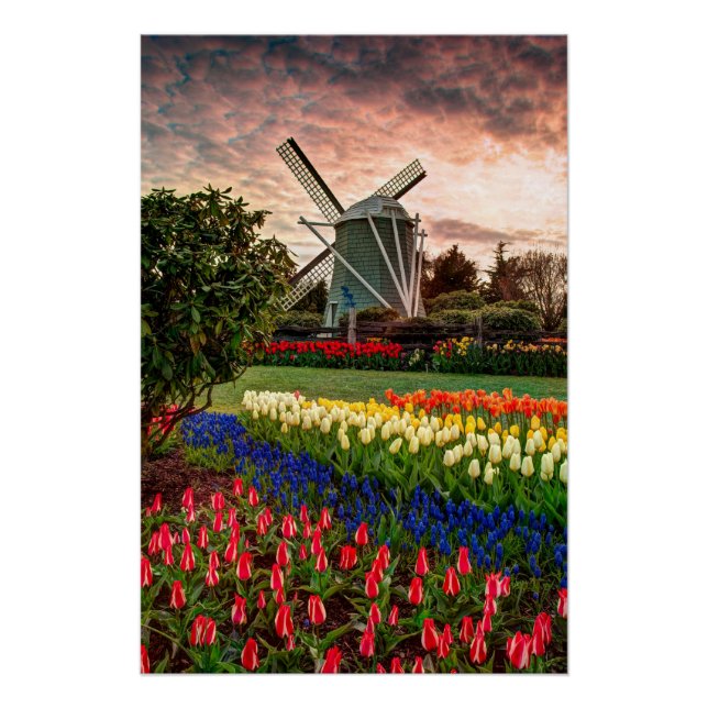 Tulip Festival Poster (Front)
