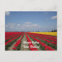 Tulip Festival, Skagit Valley, Tulip Festival