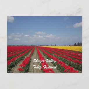 Tulip Festival, Skagit Valley, Tulip Festival Postcard
