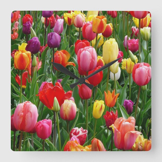 Tulip Festival Square Wall Clock (Front)
