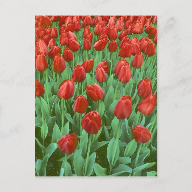 Tulip field blooms in the spring. postcard (Front)