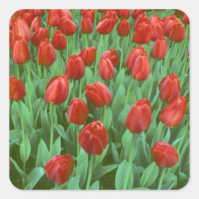 Tulip field blooms in the spring. square sticker (Front)