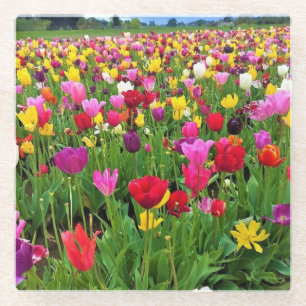 Tulip Field, Oregon Glass Coaster